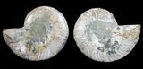 Polished Ammonite Pair - Agatized #54311-1